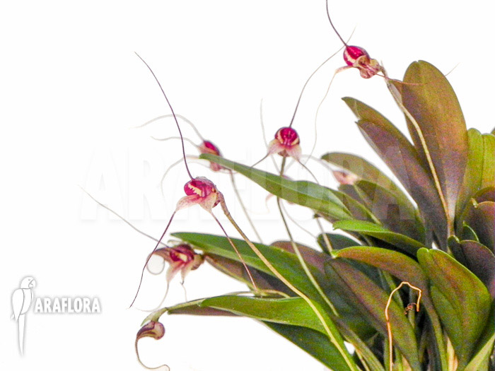Masdevallia nifidica &lsquo;dark&rsquo;