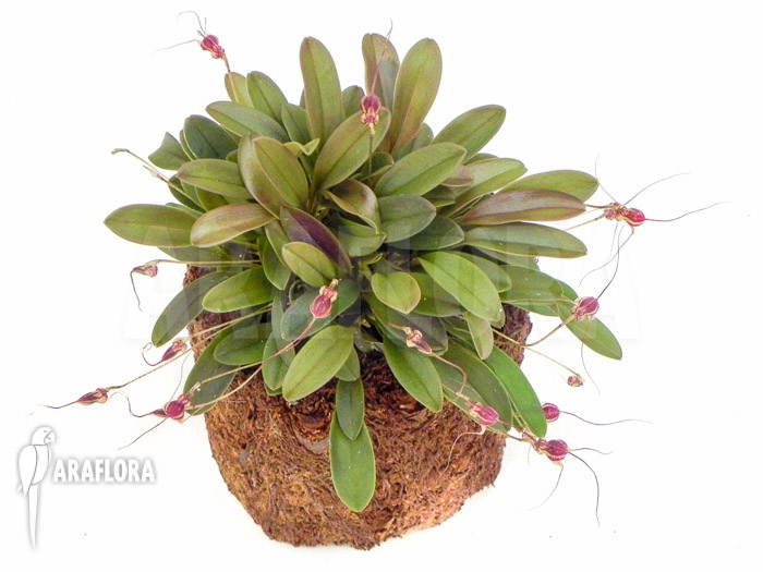 Masdevallia nifidica &lsquo;dark&rsquo;