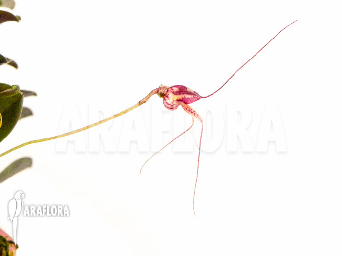 Masdevallia nifidica &lsquo;dark&rsquo;