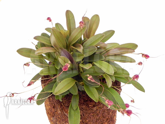 Masdevallia nifidica &lsquo;dark&rsquo;