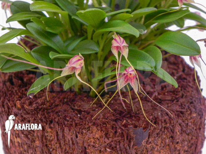 Masdevallia nifidica &lsquo;green&rsquo;