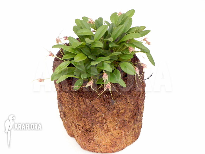 Masdevallia nifidica &lsquo;green&rsquo;