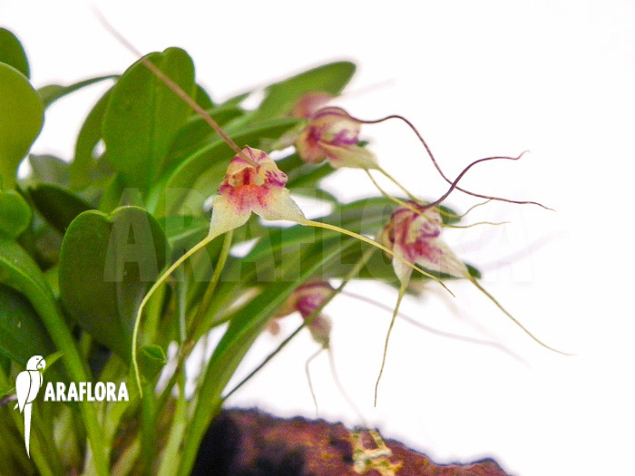 Masdevallia nifidica &lsquo;green&rsquo;