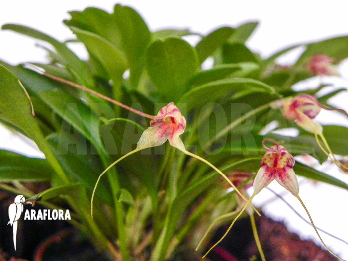 Masdevallia nifidica &lsquo;green&rsquo;