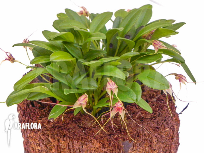 Masdevallia nifidica &lsquo;green&rsquo;