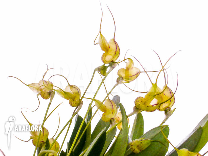 Masdevallia nifidica &lsquo;yellow&rsquo;