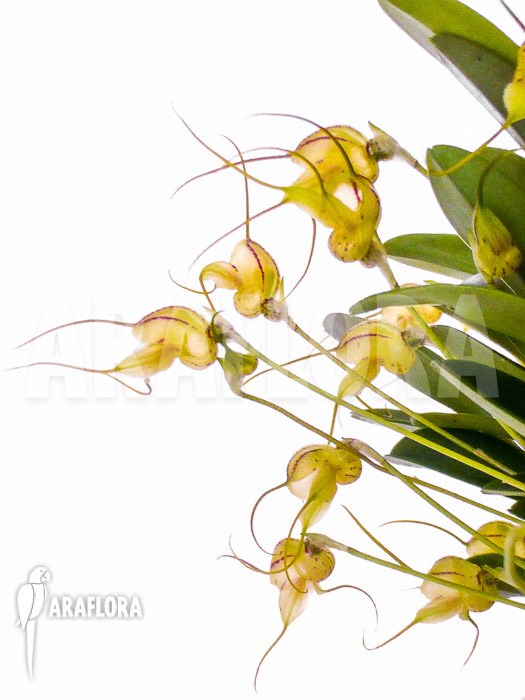 Masdevallia nifidica &lsquo;yellow&rsquo;