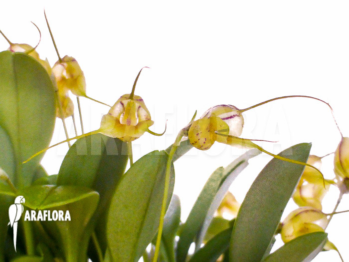 Masdevallia nifidica &lsquo;yellow&rsquo;