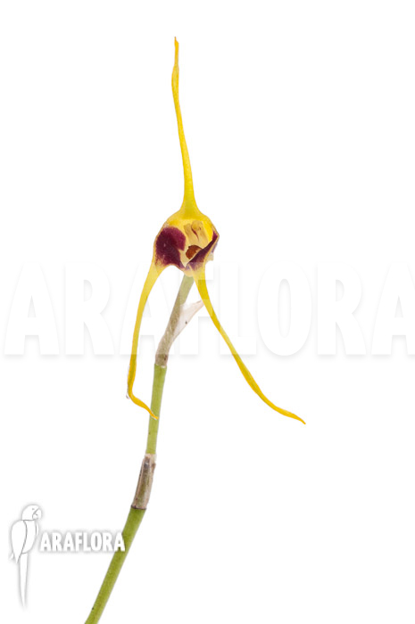 Masdevallia oreas