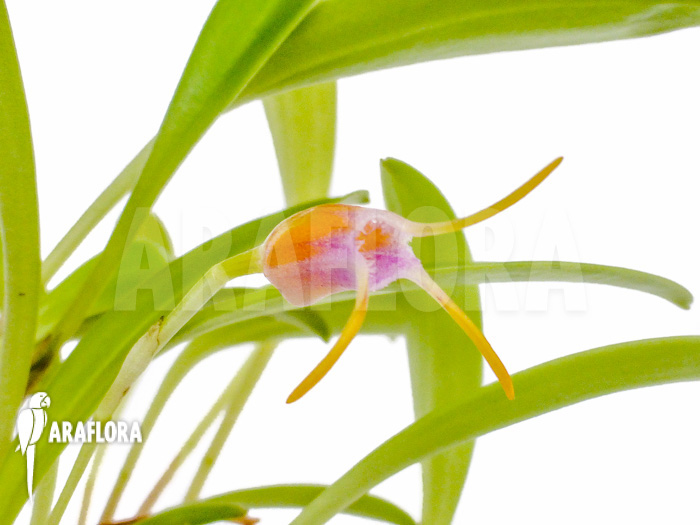 Masdevallia paivaeana