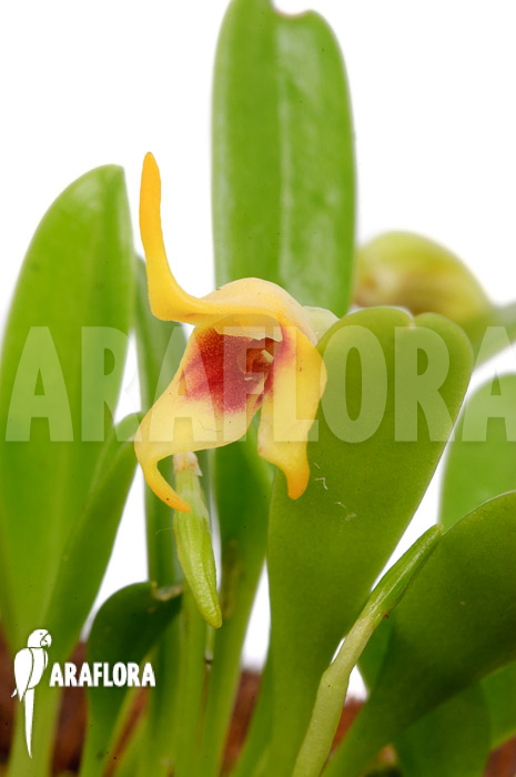 Masdevallia sprucei flower