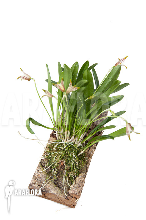 Masdevallia striatella &lsquo;mounted&rsquo;