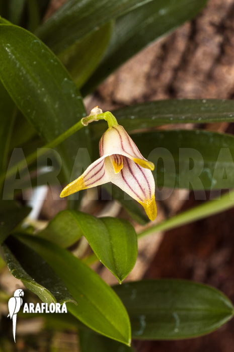 Masdevallia striatella &lsquo;mounted&rsquo;