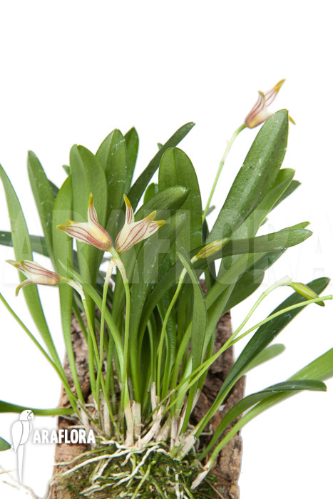 Masdevallia striatella &lsquo;mounted&rsquo;