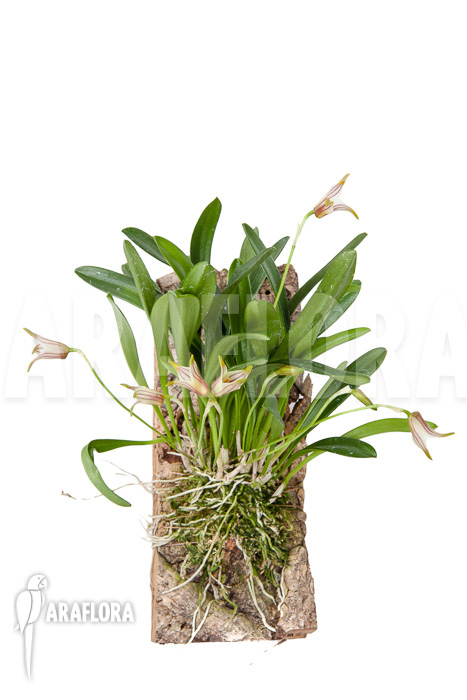 Masdevallia striatella &lsquo;mounted&rsquo;