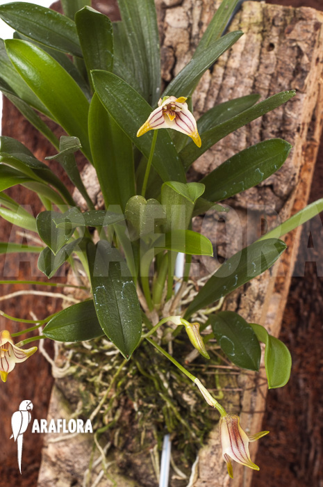 Masdevallia striatella &lsquo;mounted&rsquo;