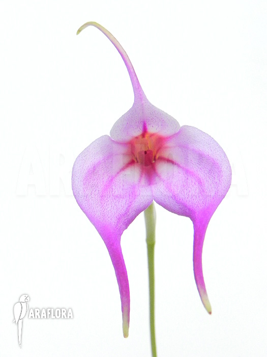 Masdevallia x &lsquo;Pink&rsquo;