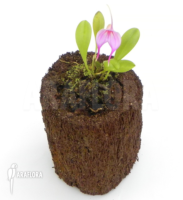 Masdevallia x &lsquo;Pink&rsquo;