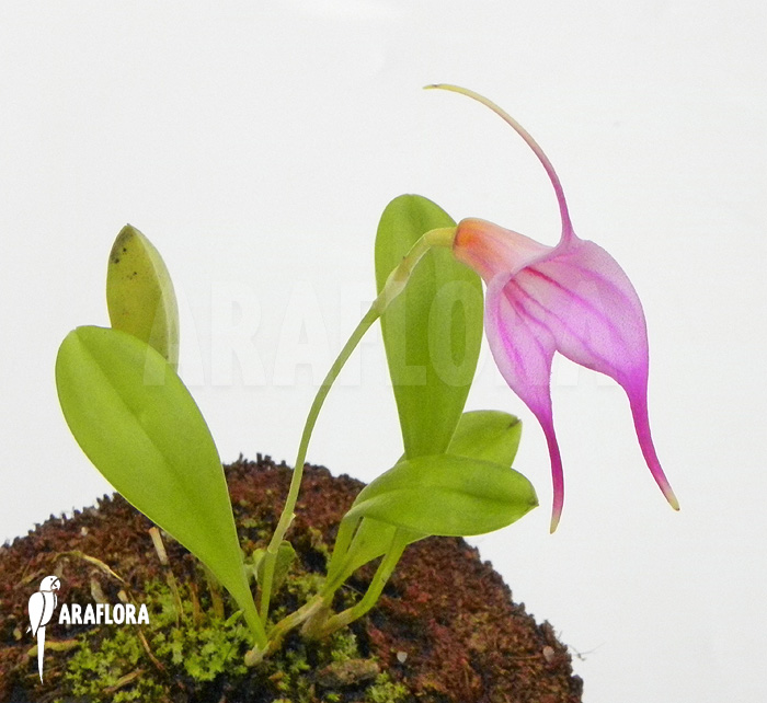 Masdevallia x &lsquo;Pink&rsquo;