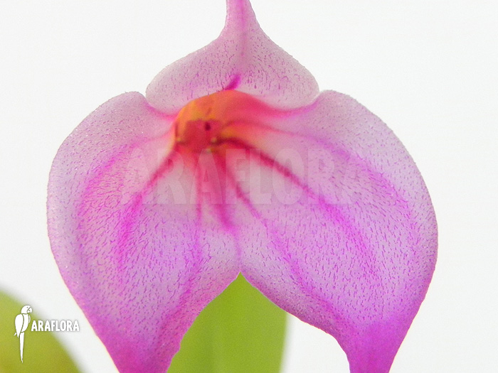 Masdevallia x &lsquo;Pink&rsquo;