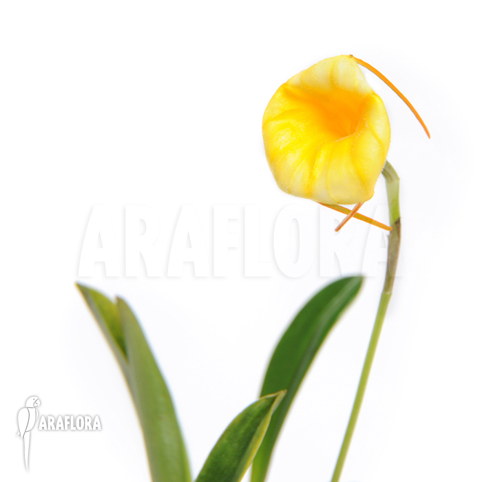 Masdevallia x Liana &lsquo;Yellow&rsquo;