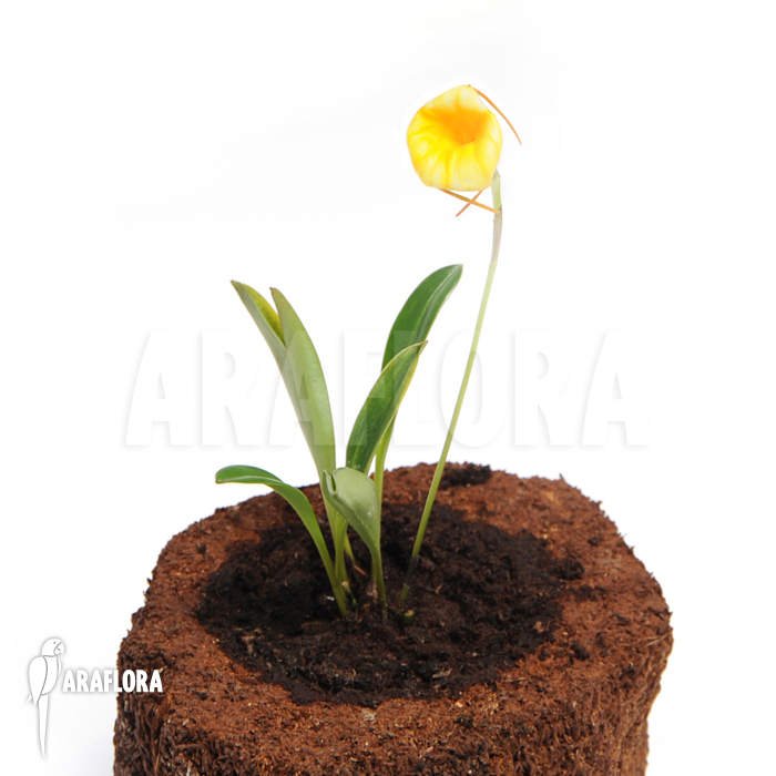 Masdevallia x Liana &lsquo;Yellow&rsquo;