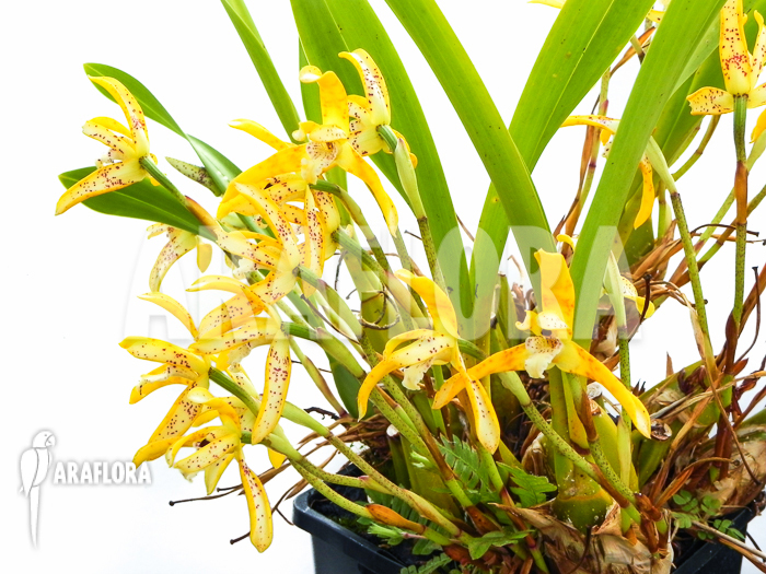 Maxillaria-punctata-6