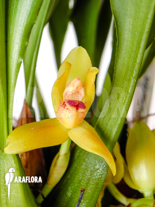 Maxillaria rufescens &lsquo;yellow flower&rsquo;