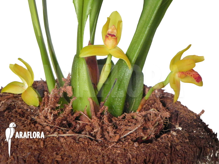 Maxillaria rufescens &lsquo;yellow flower&rsquo;