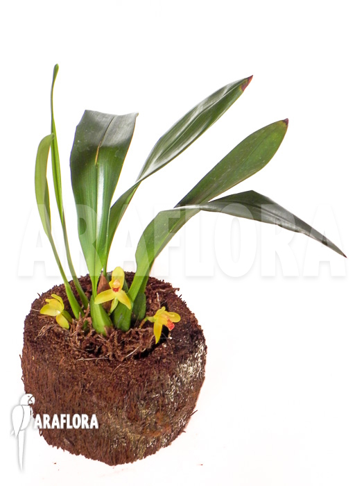 Maxillaria rufescens &lsquo;yellow flower&rsquo;