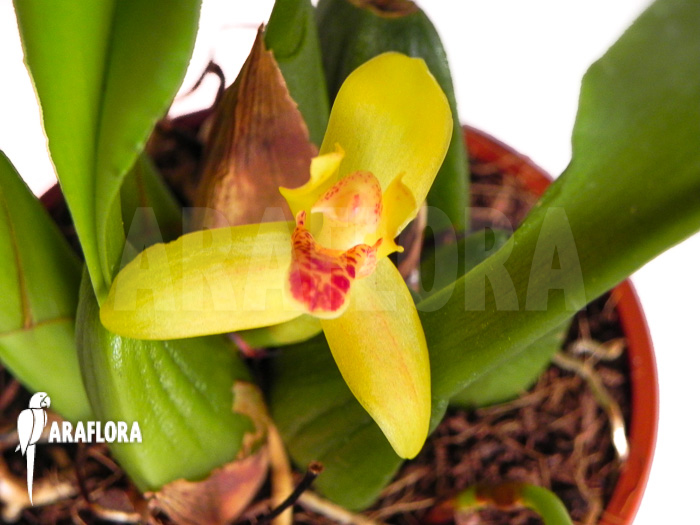 Maxillaria rufescens &lsquo;yellow flower&rsquo;