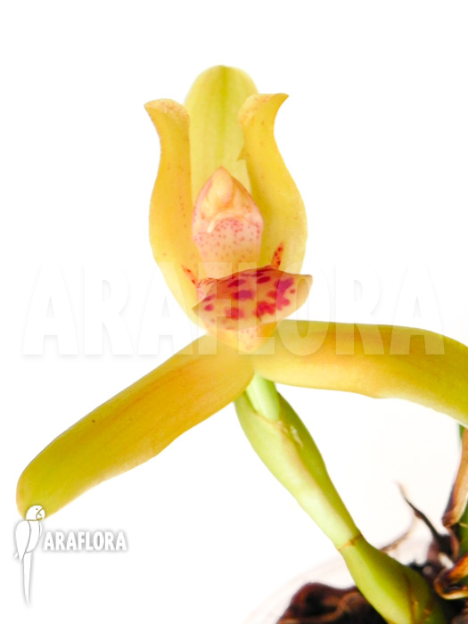 Maxillaria rufescens &lsquo;yellow flower&rsquo;