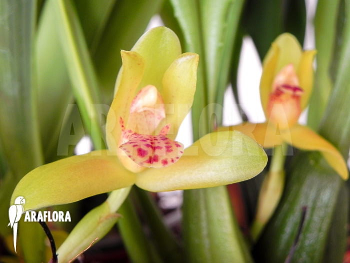 Maxillaria rufescens &lsquo;yellow flower&rsquo;
