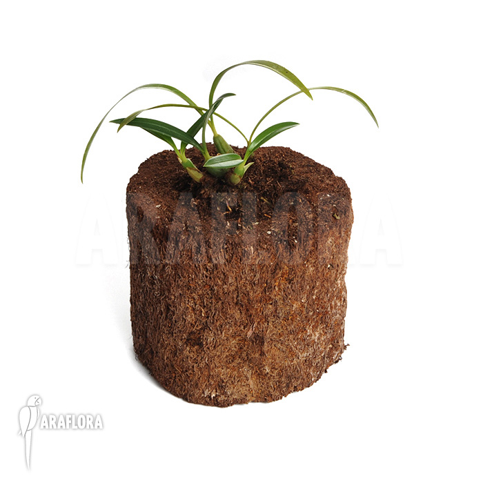 Maxillaria schunkeana