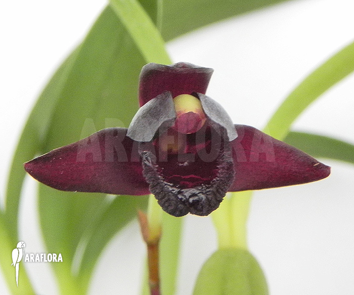 Maxillaria schunkeana