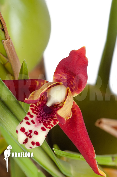 Maxillaria tenuifolia &lsquo;L&rsquo;