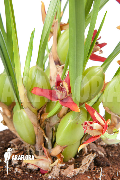 Maxillaria tenuifolia &lsquo;L&rsquo;