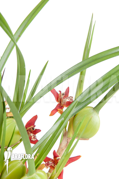Maxillaria tenuifolia &lsquo;L&rsquo;