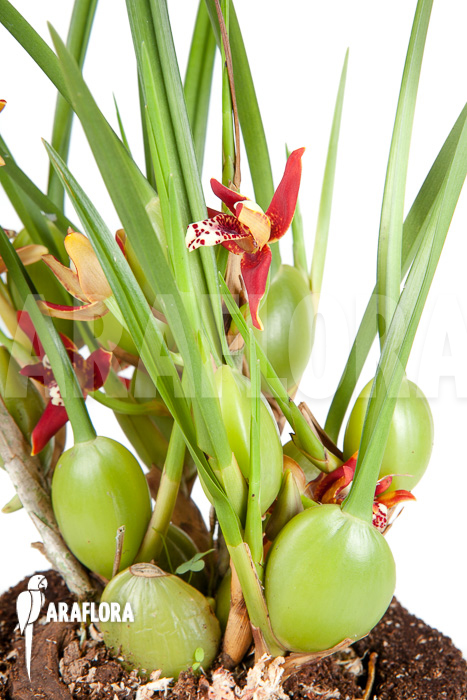Maxillaria tenuifolia &lsquo;L&rsquo;