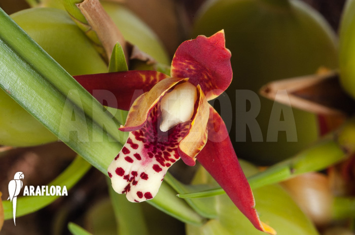 Maxillaria tenuifolia &lsquo;L&rsquo;