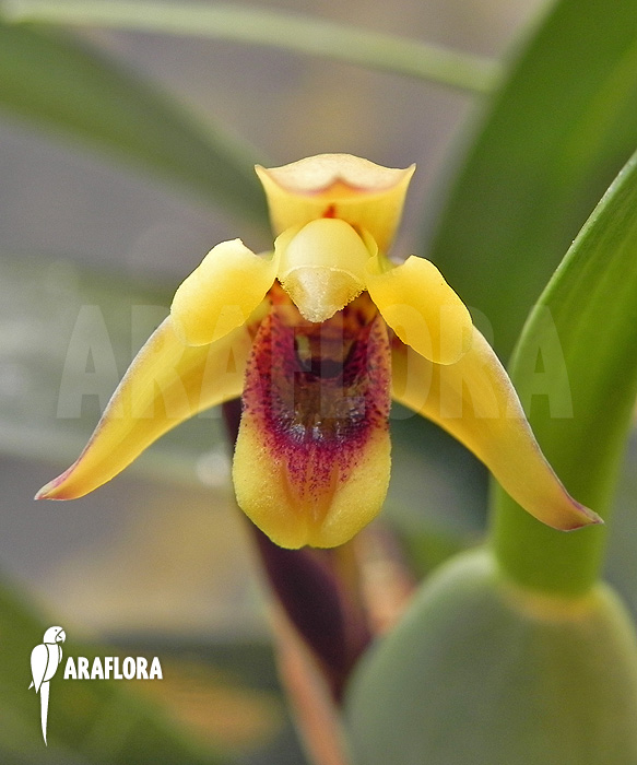 Maxillaria variabilis