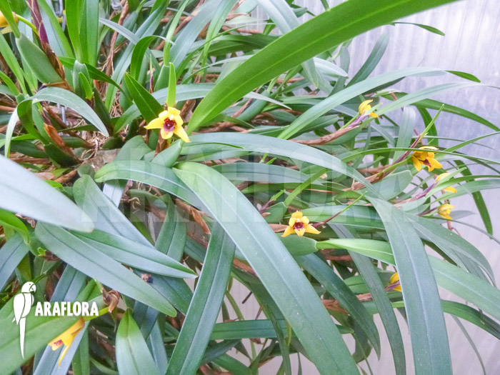Maxillaria variabilis