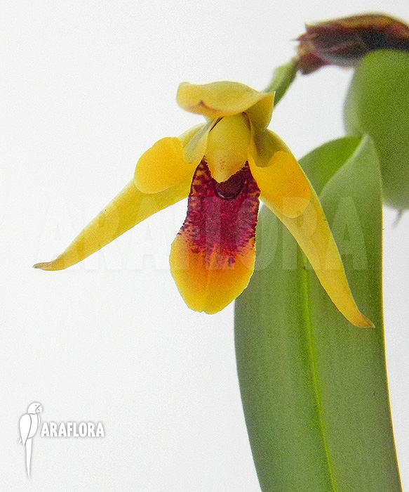 Maxillaria variabilis &lsquo;S&rsquo;