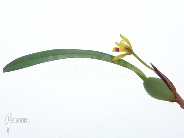 Maxillaria variabilis &lsquo;S&rsquo;