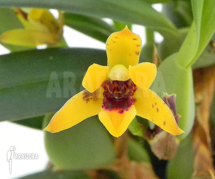 Maxillaria variabilis &lsquo;S&rsquo;
