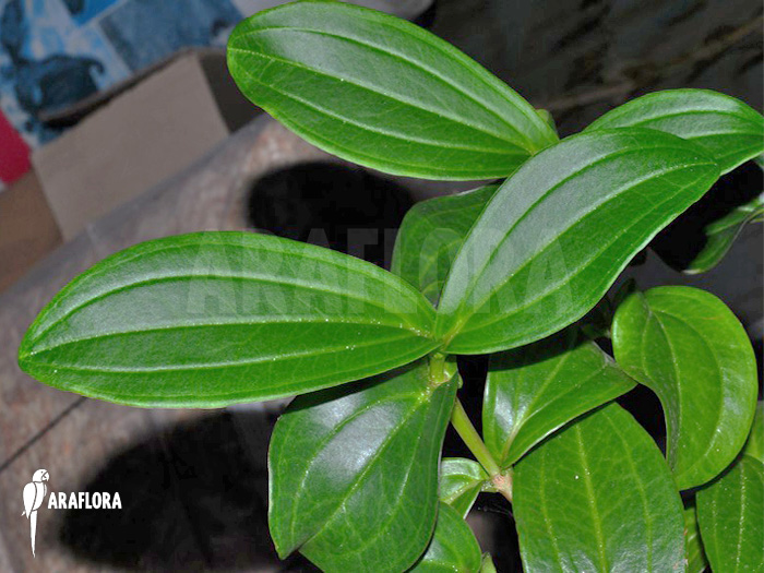 Medinilla loranthoides