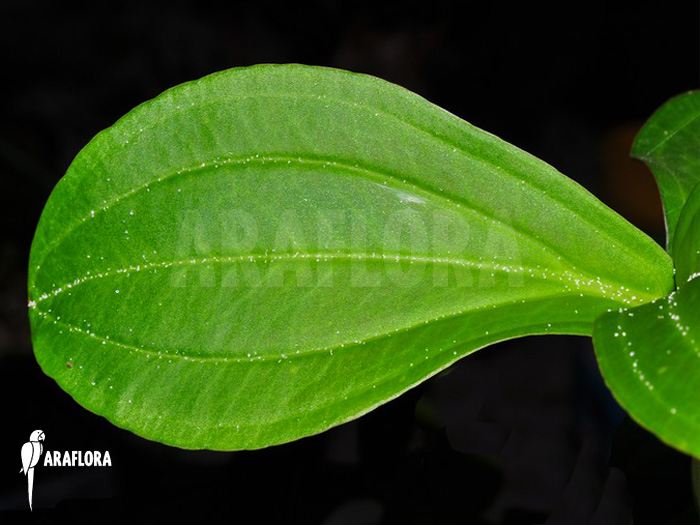 Medinilla loranthoides