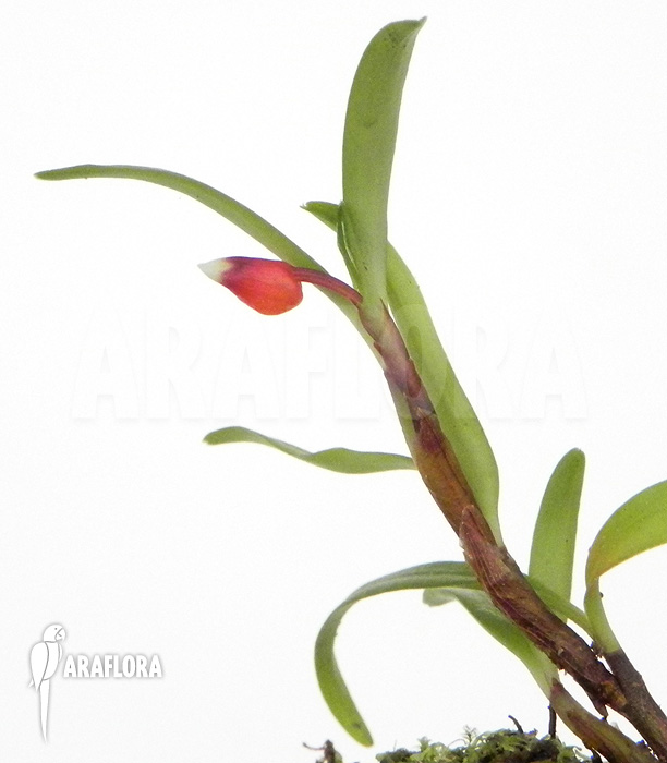 Mediocalcar bifolium