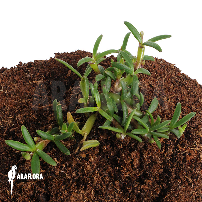 Mediocalcar decoratum