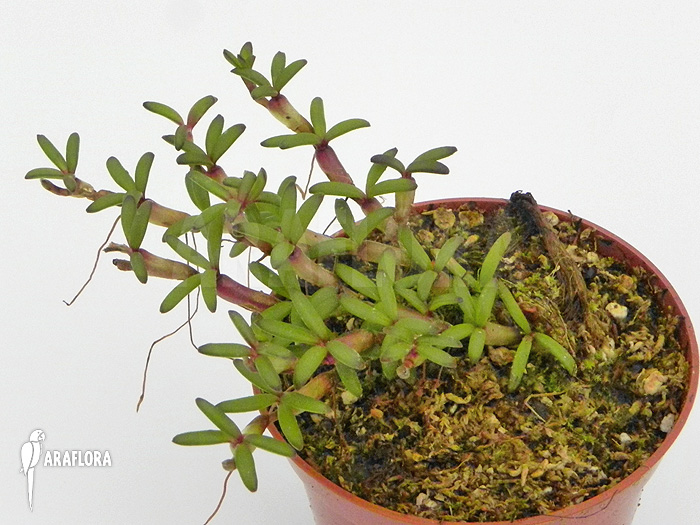 Mediocalcar decoratum flower